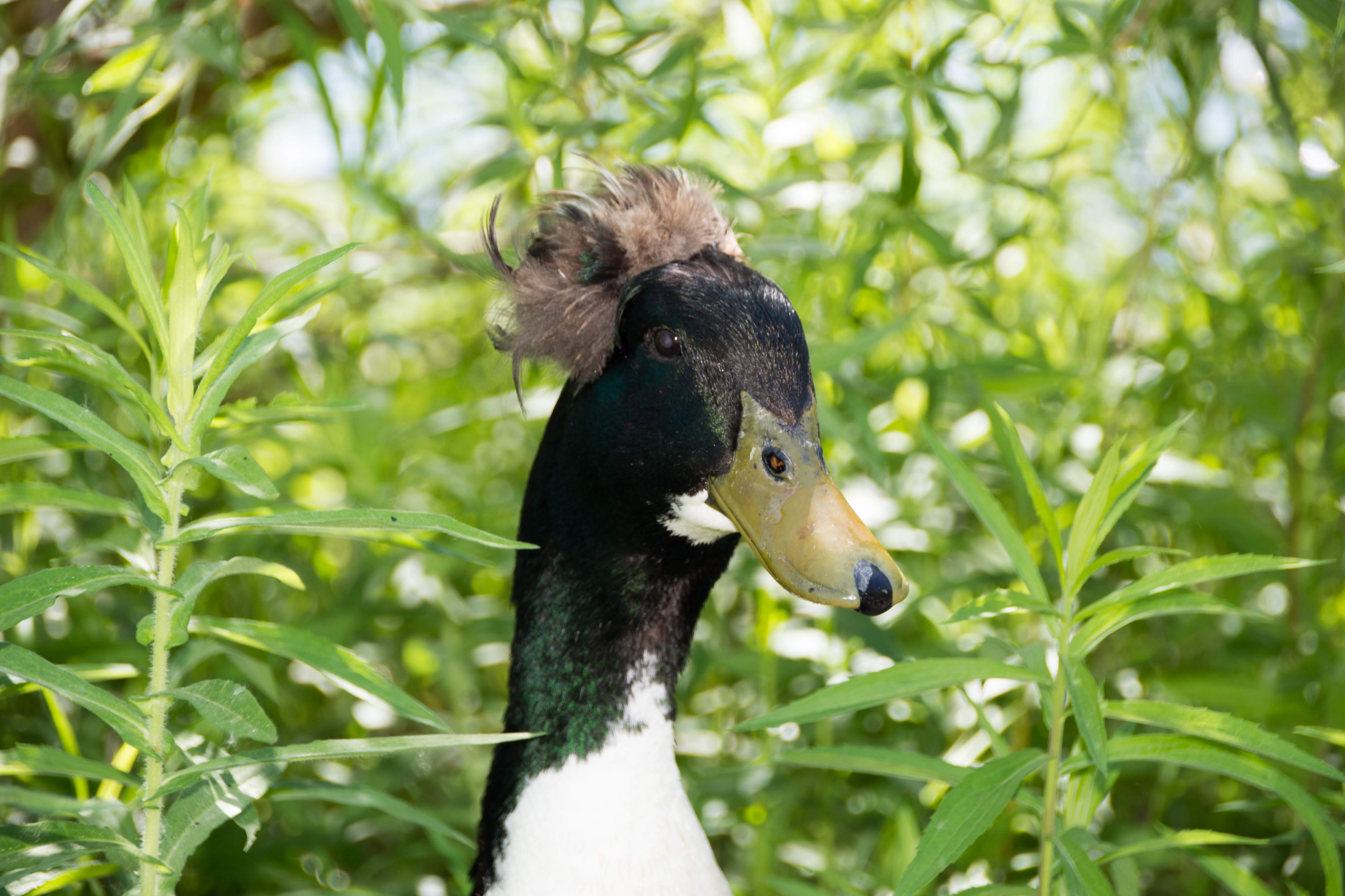 Duckius Trumpius