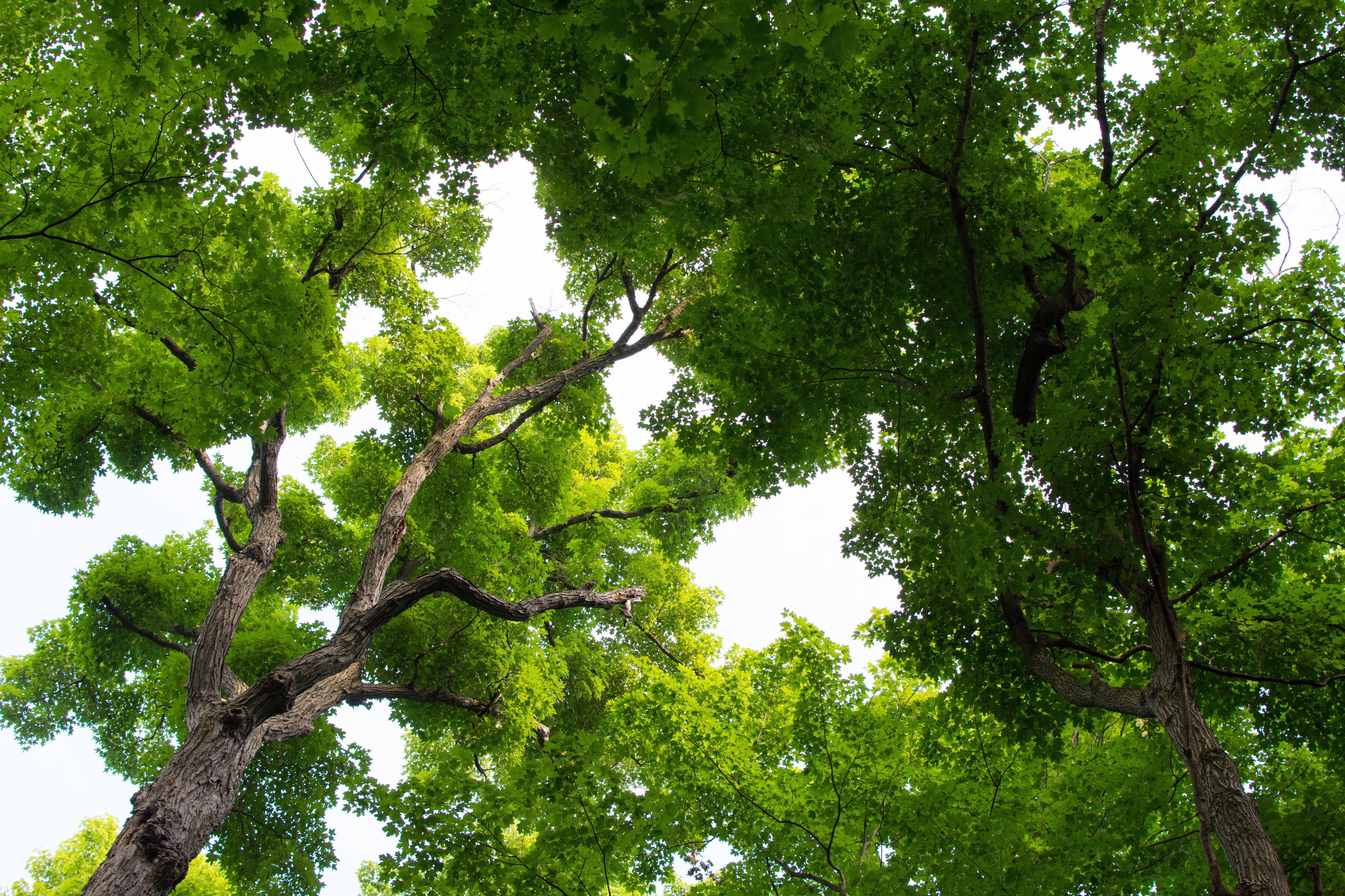 Deciduous Canopy