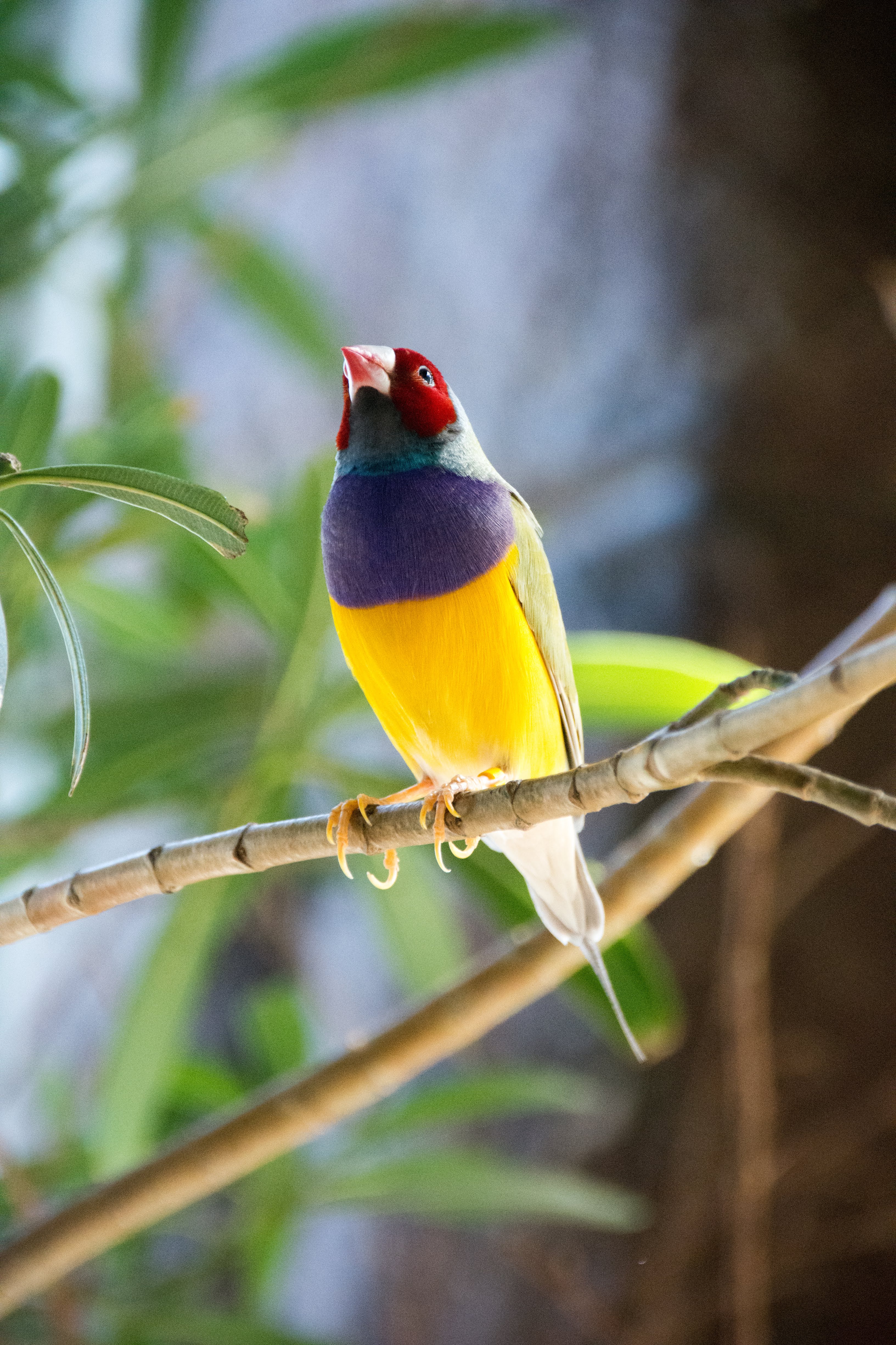Gouldian finch