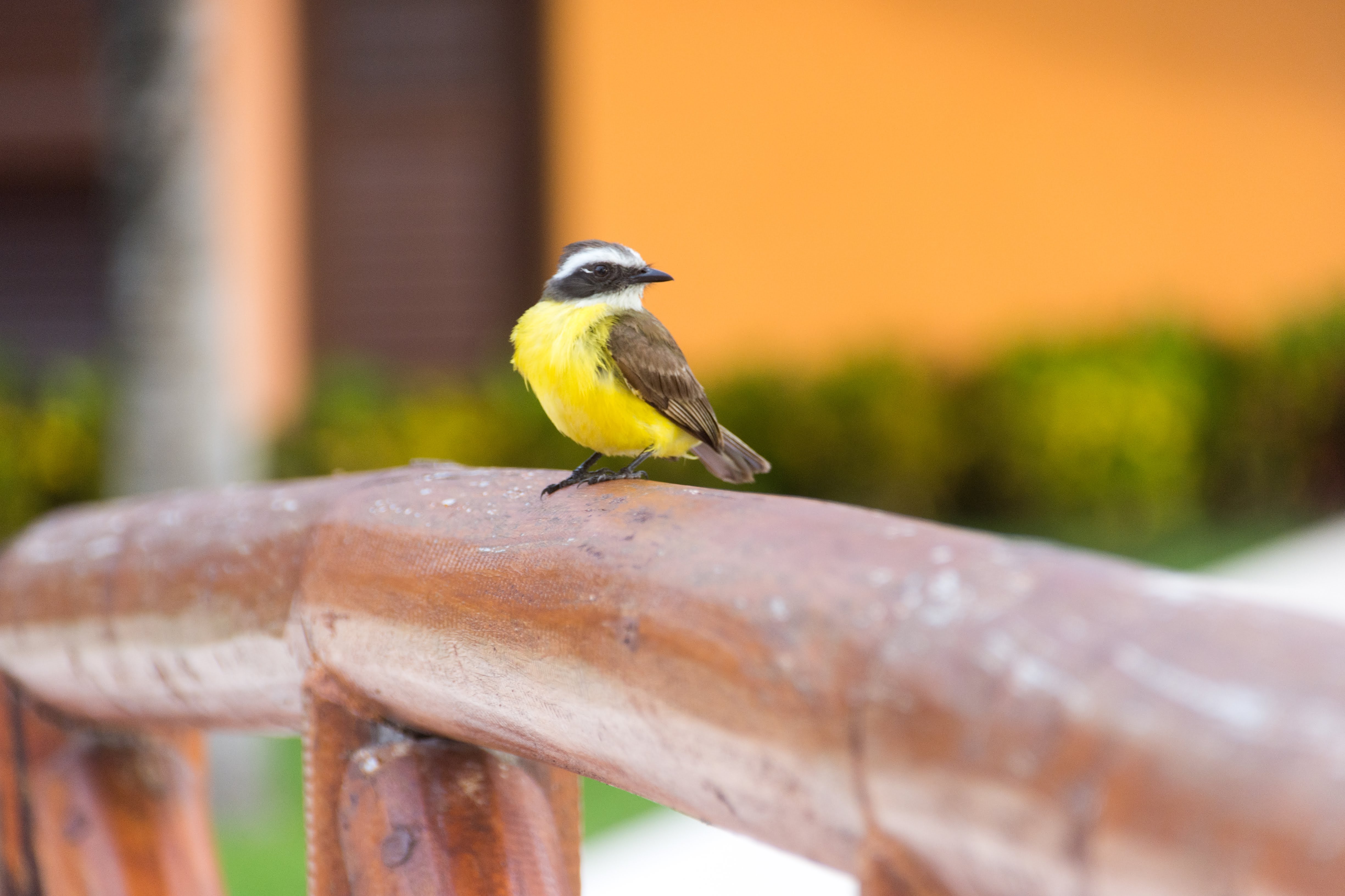 Great Kiskadee