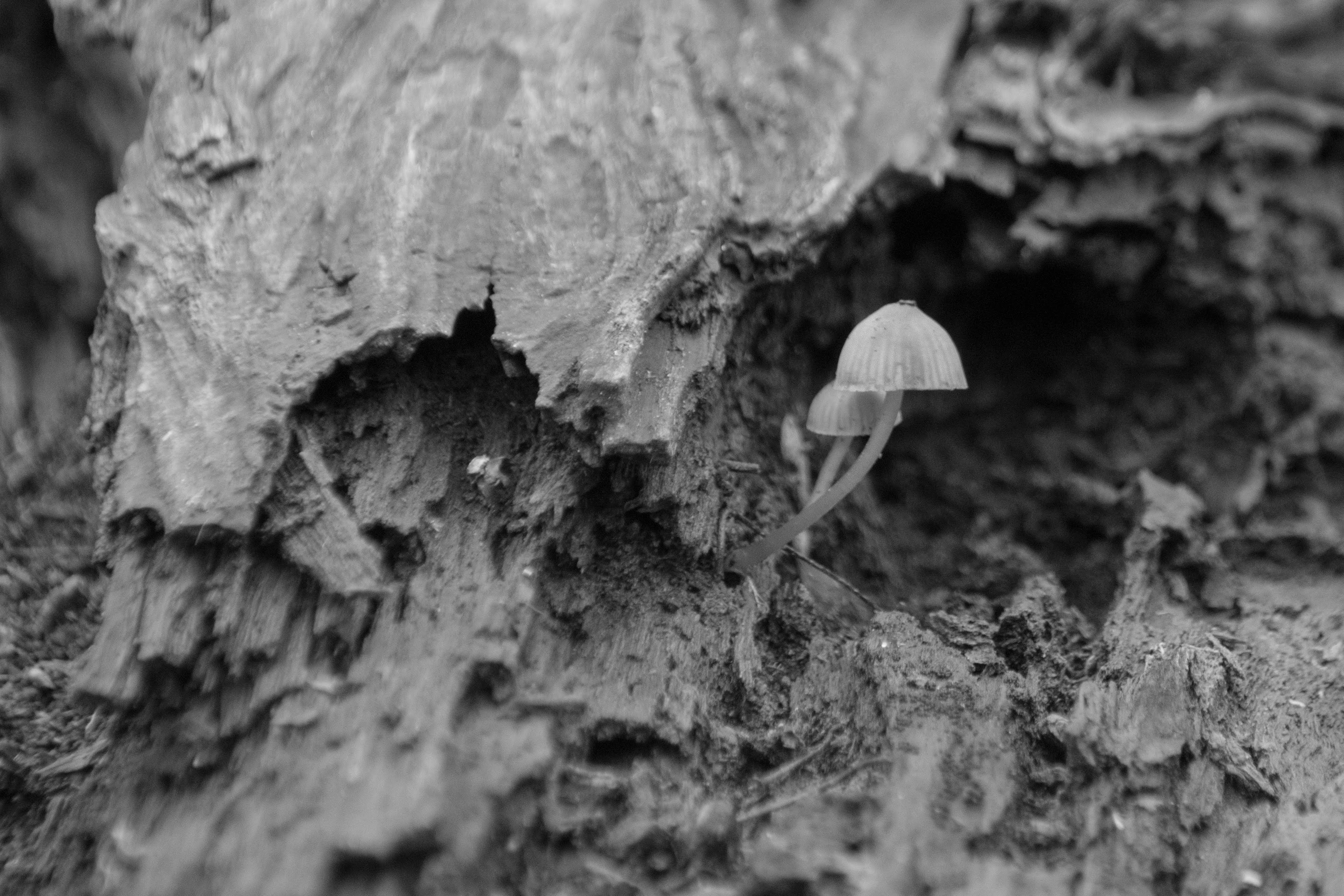 Hanging On (B&amp;W)