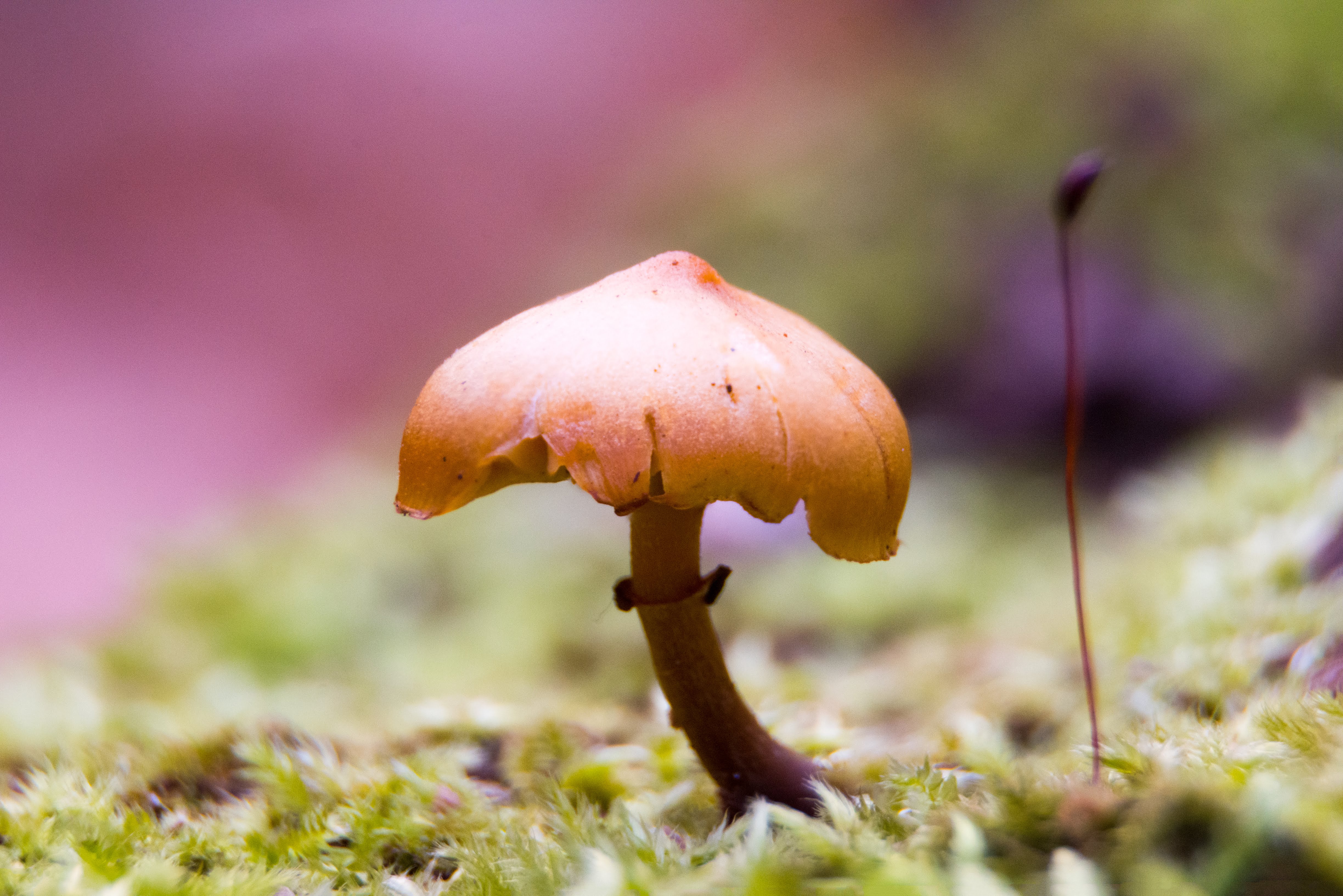End of season mushroom