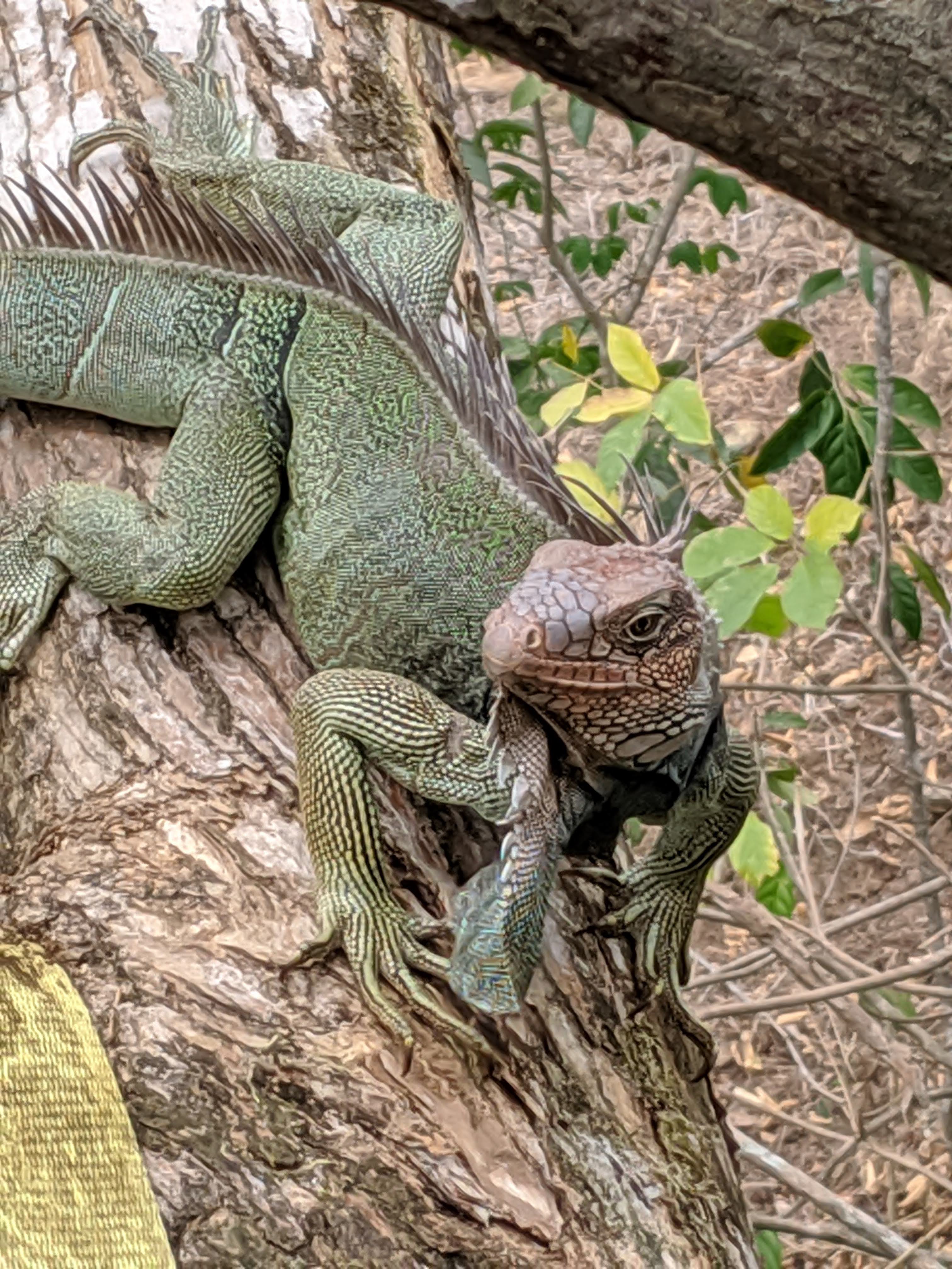 Iguana be in pictures