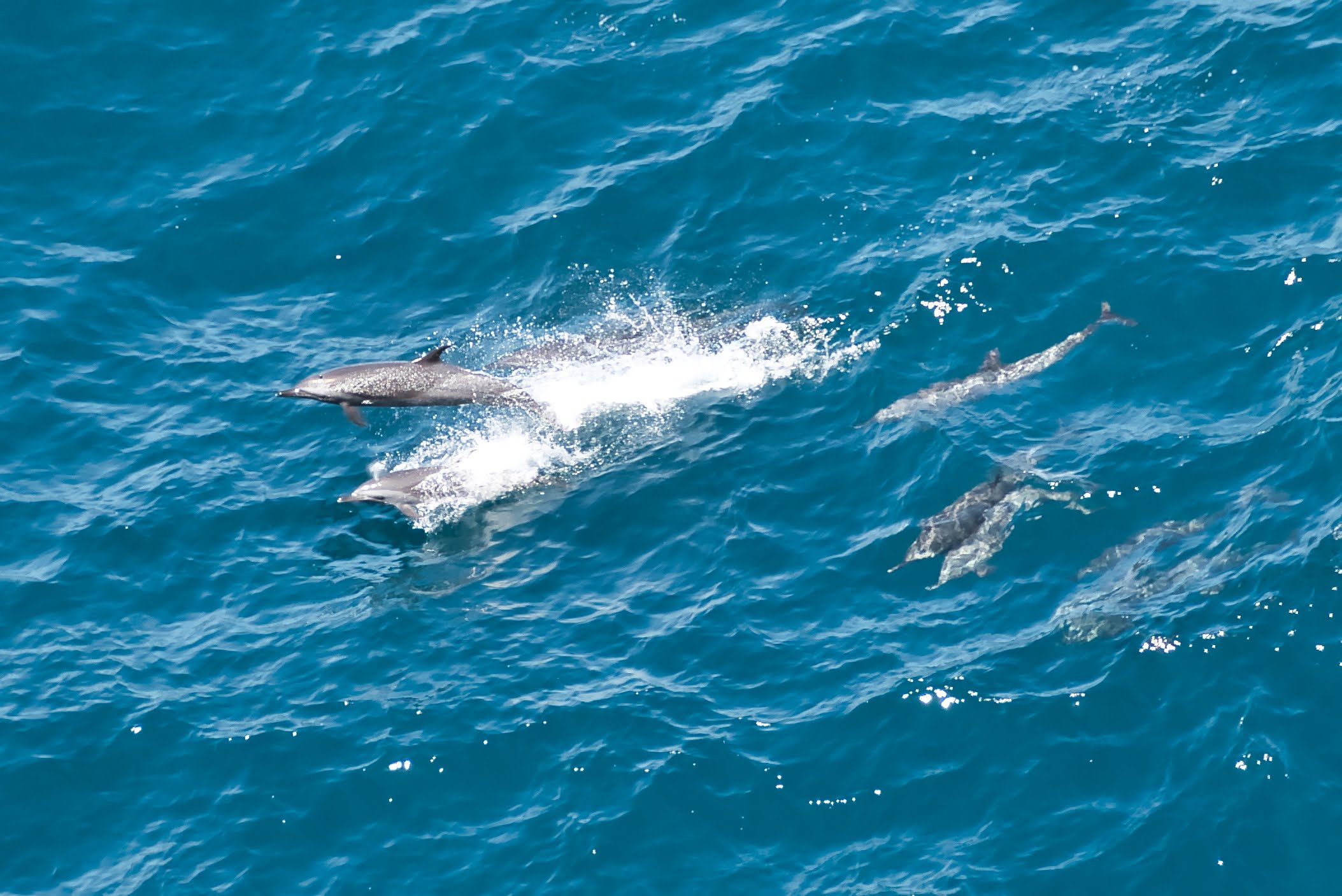 Breaching pod of dolphins
