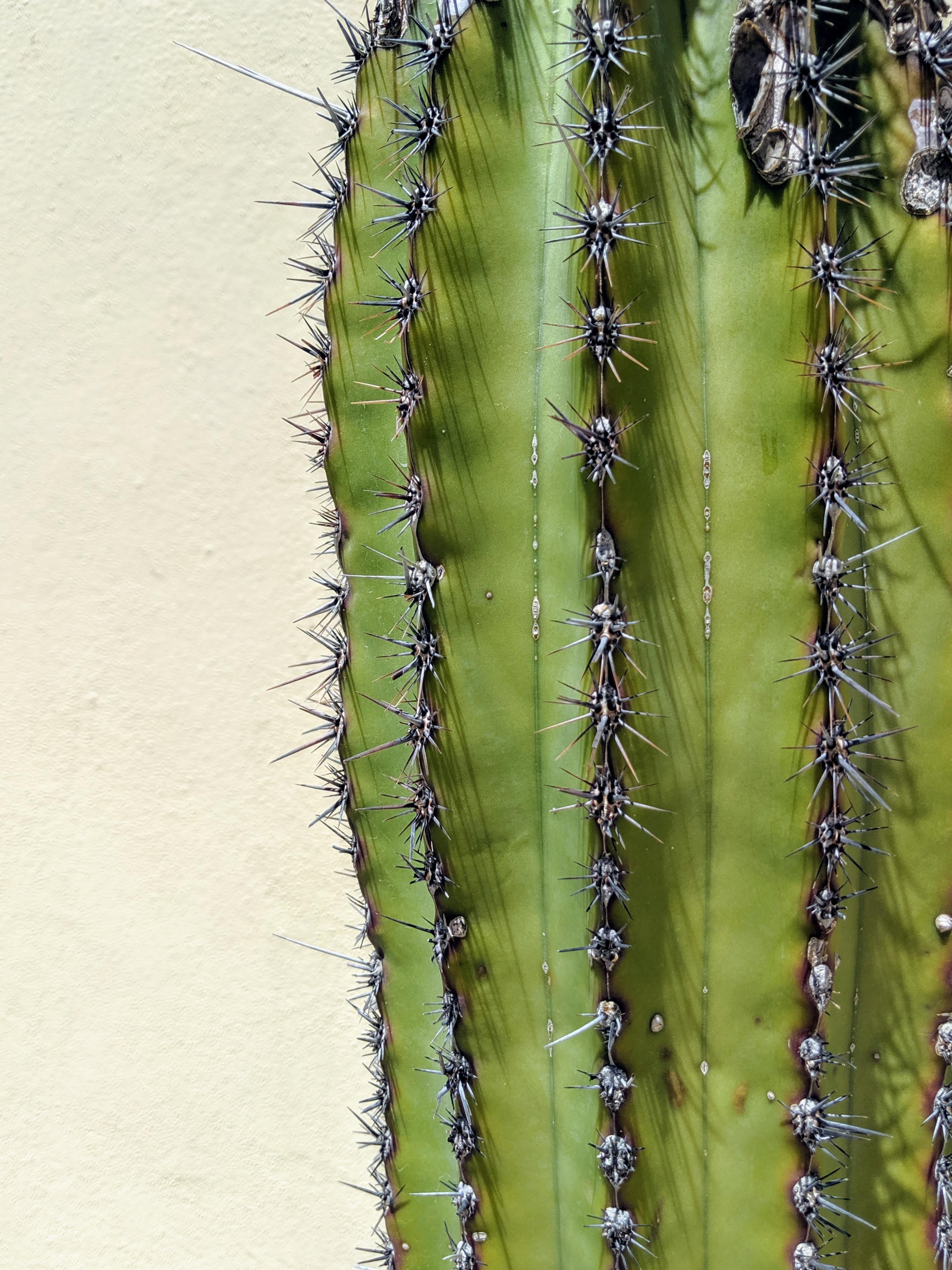 Close-up cactus