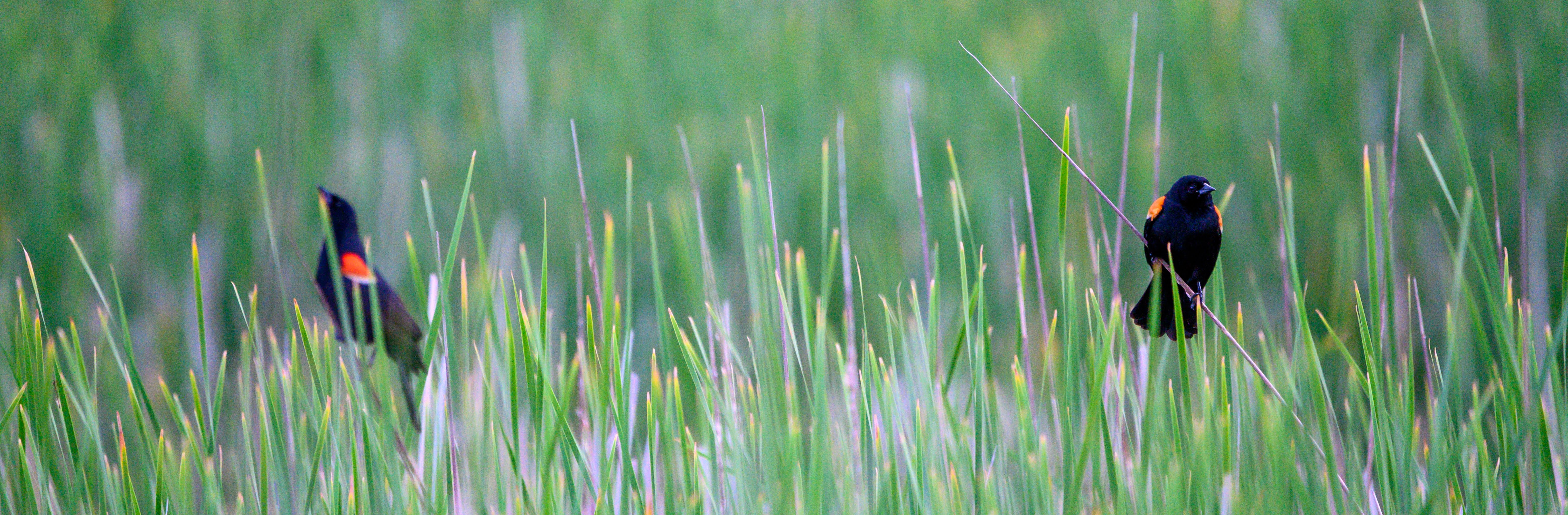 Pair of Red-Winged Blackbirds