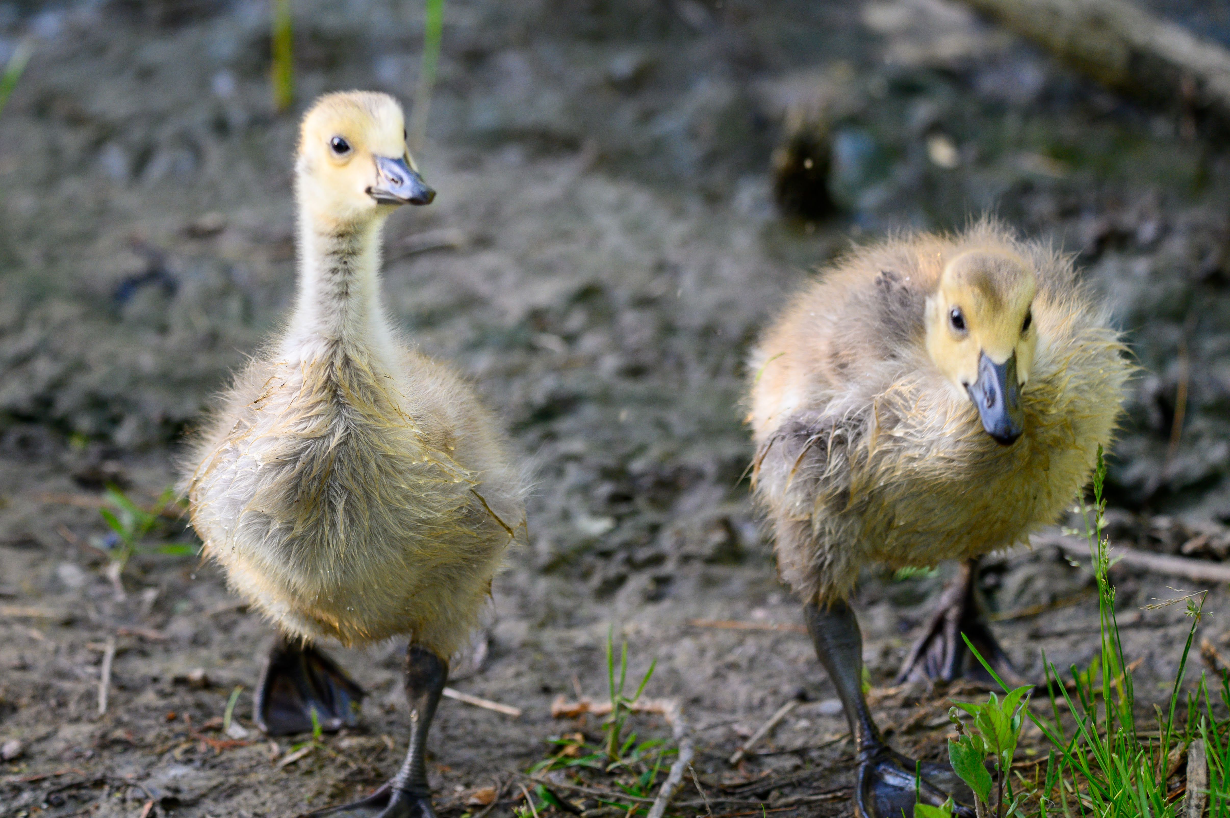 Baby Canada Geese