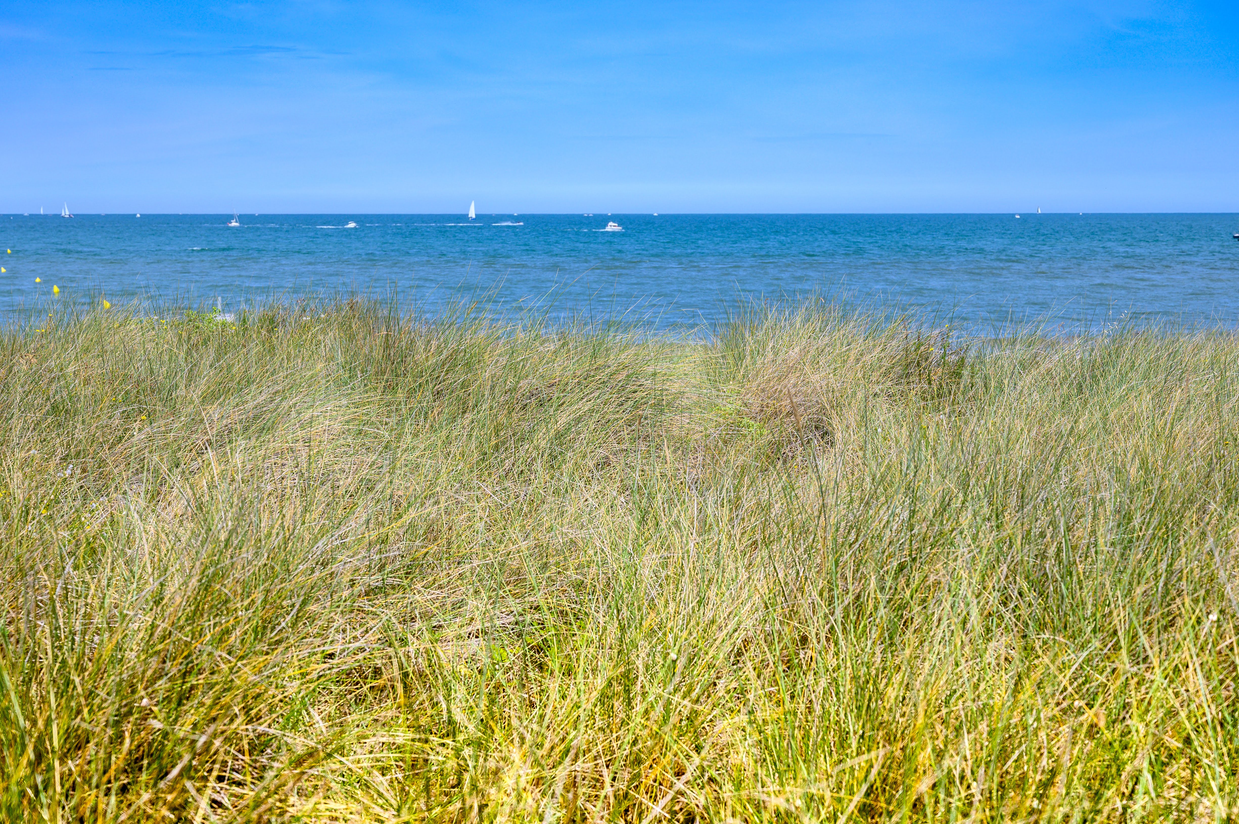 Grass near Juno
