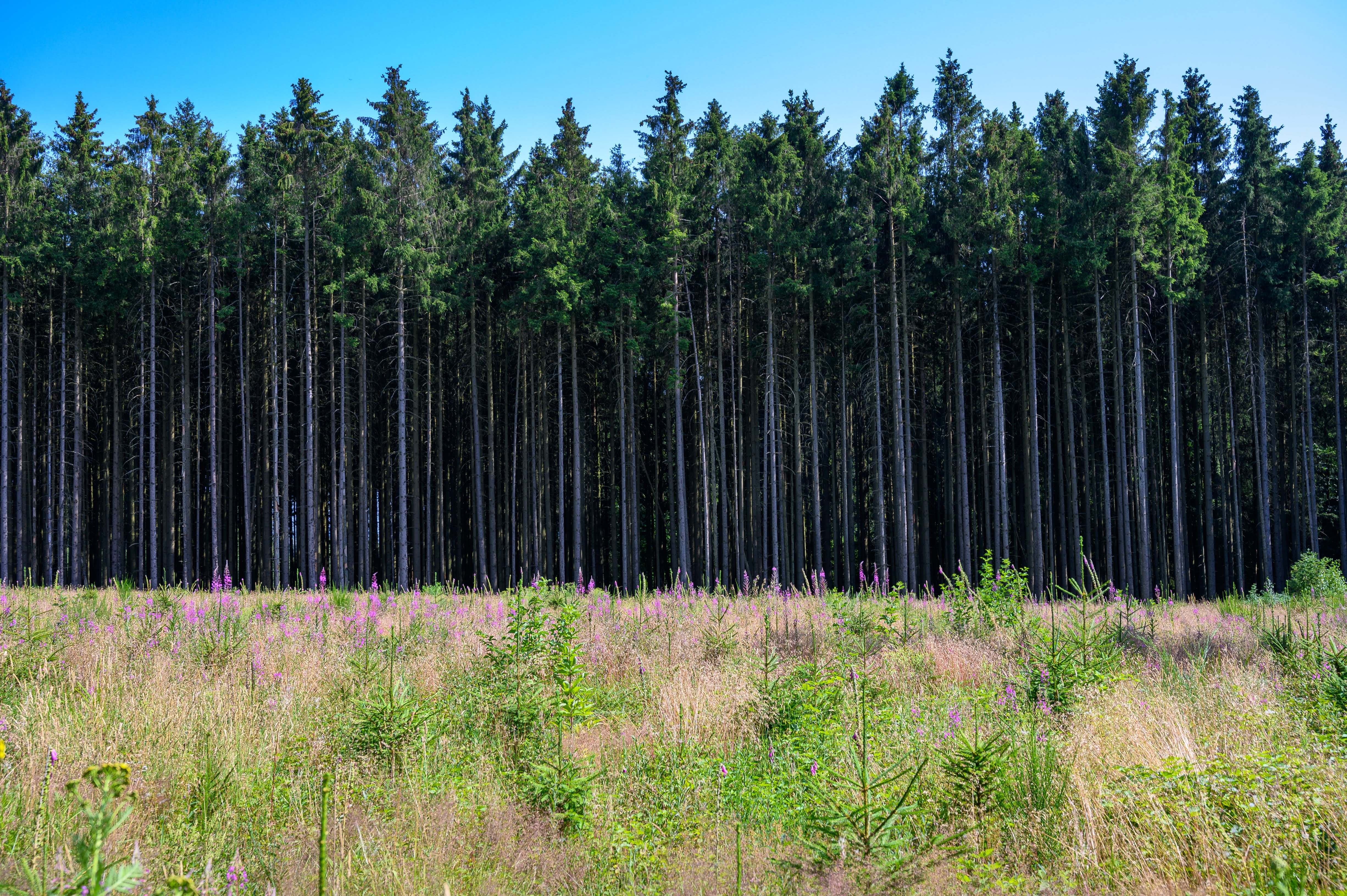 Edge of the forest
