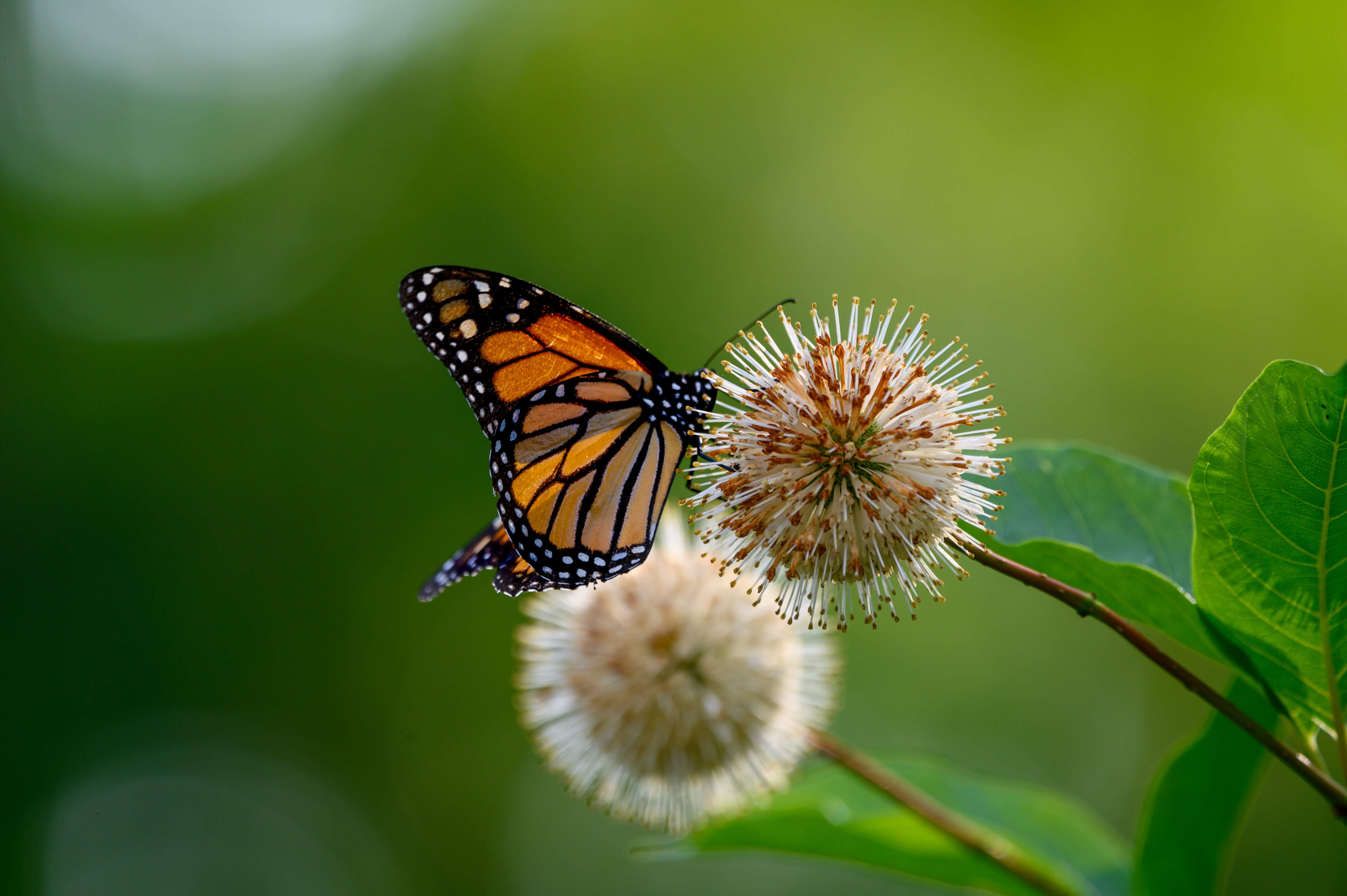Monarch Butterfly