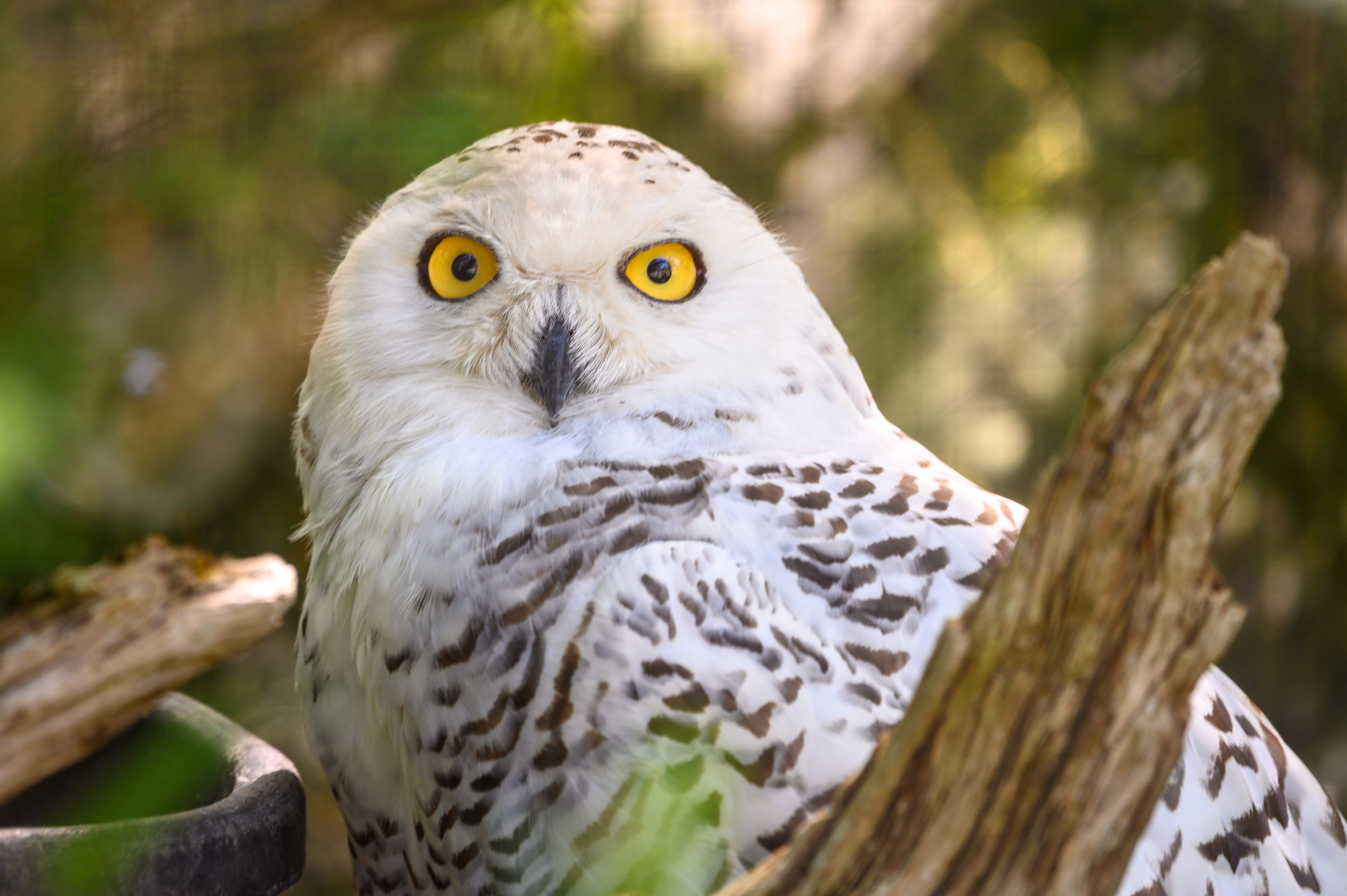 Snowy Owl