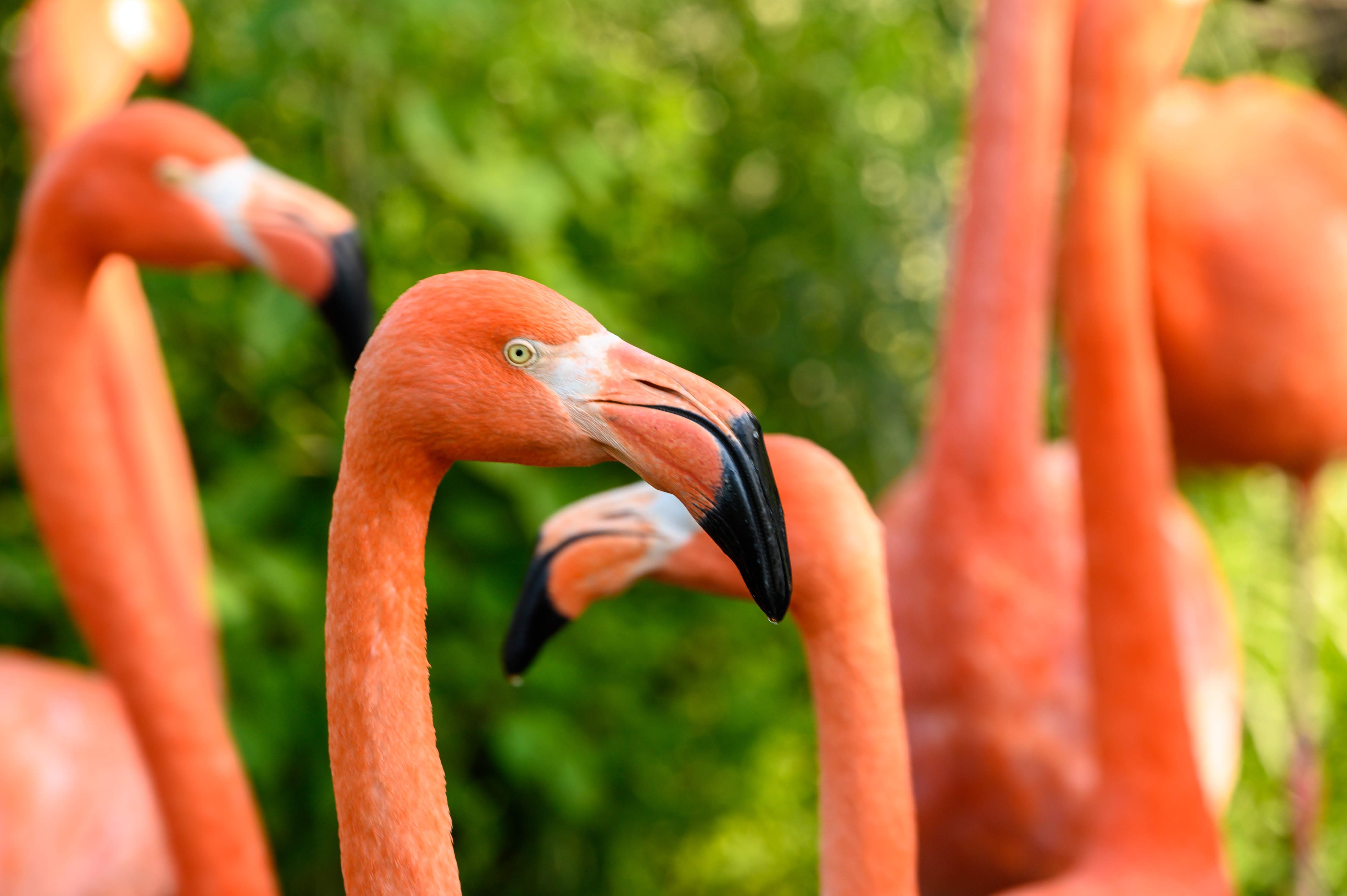 Flock o' Flamingos