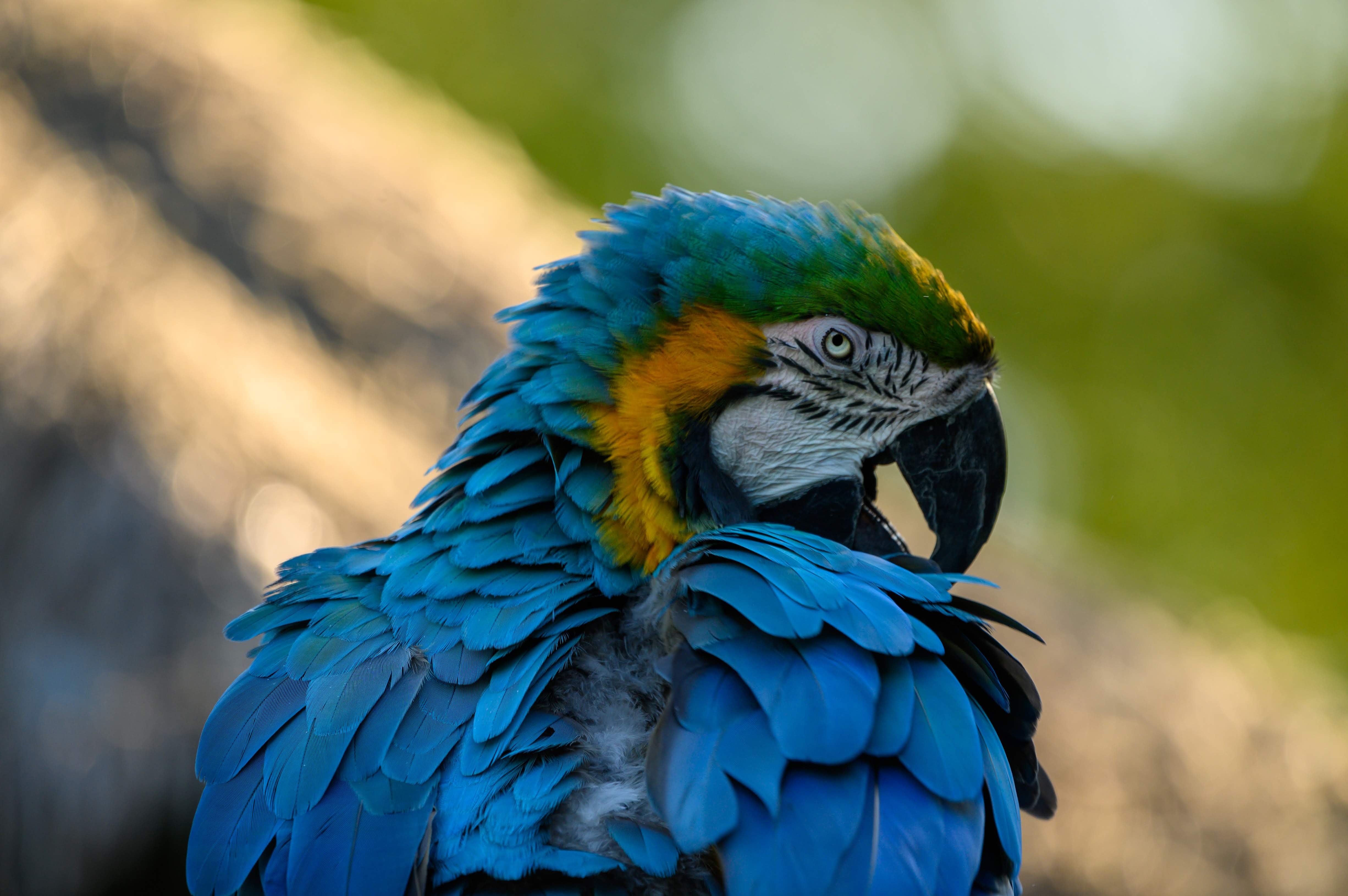 Blue Macaw Parrot