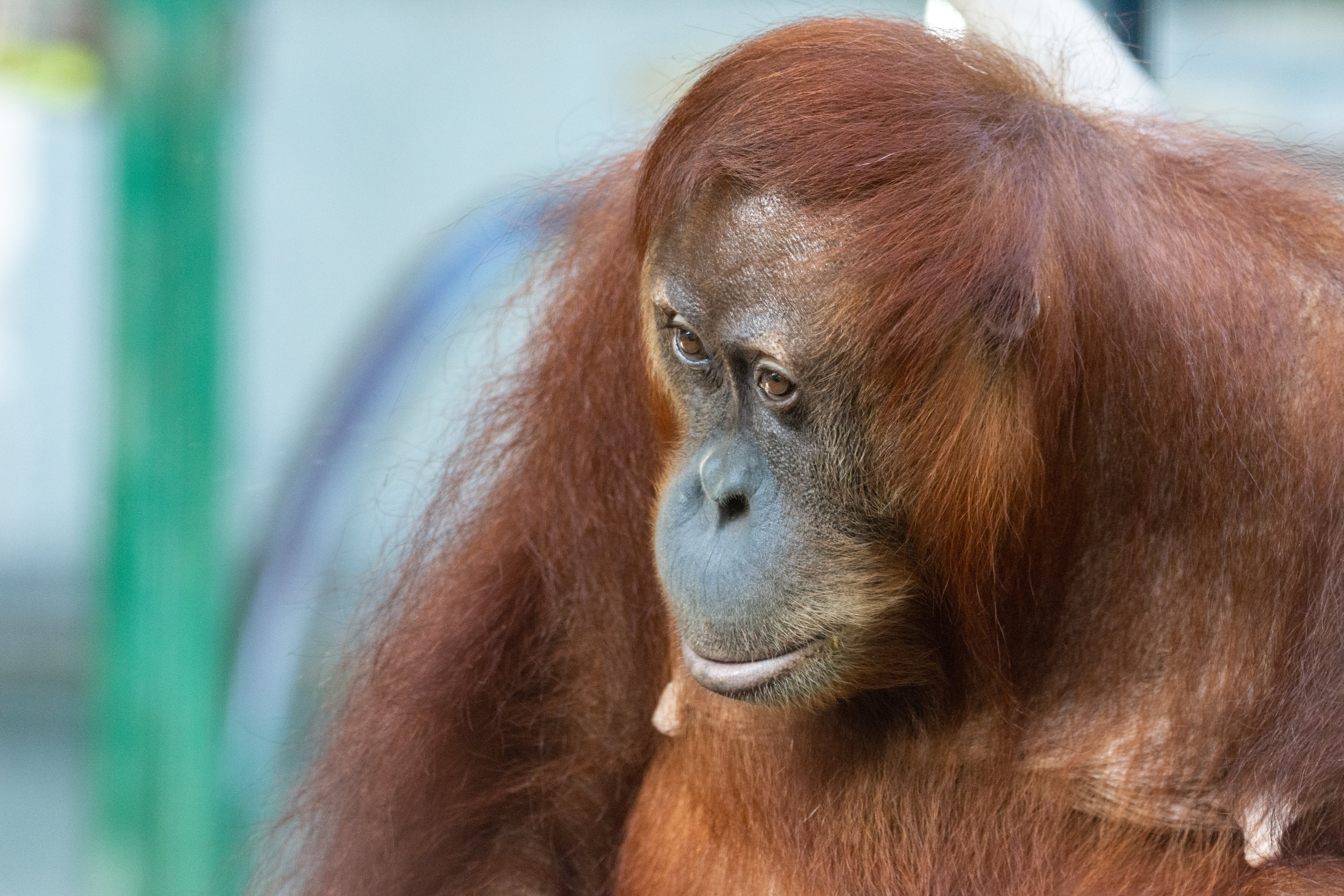 Orangutan