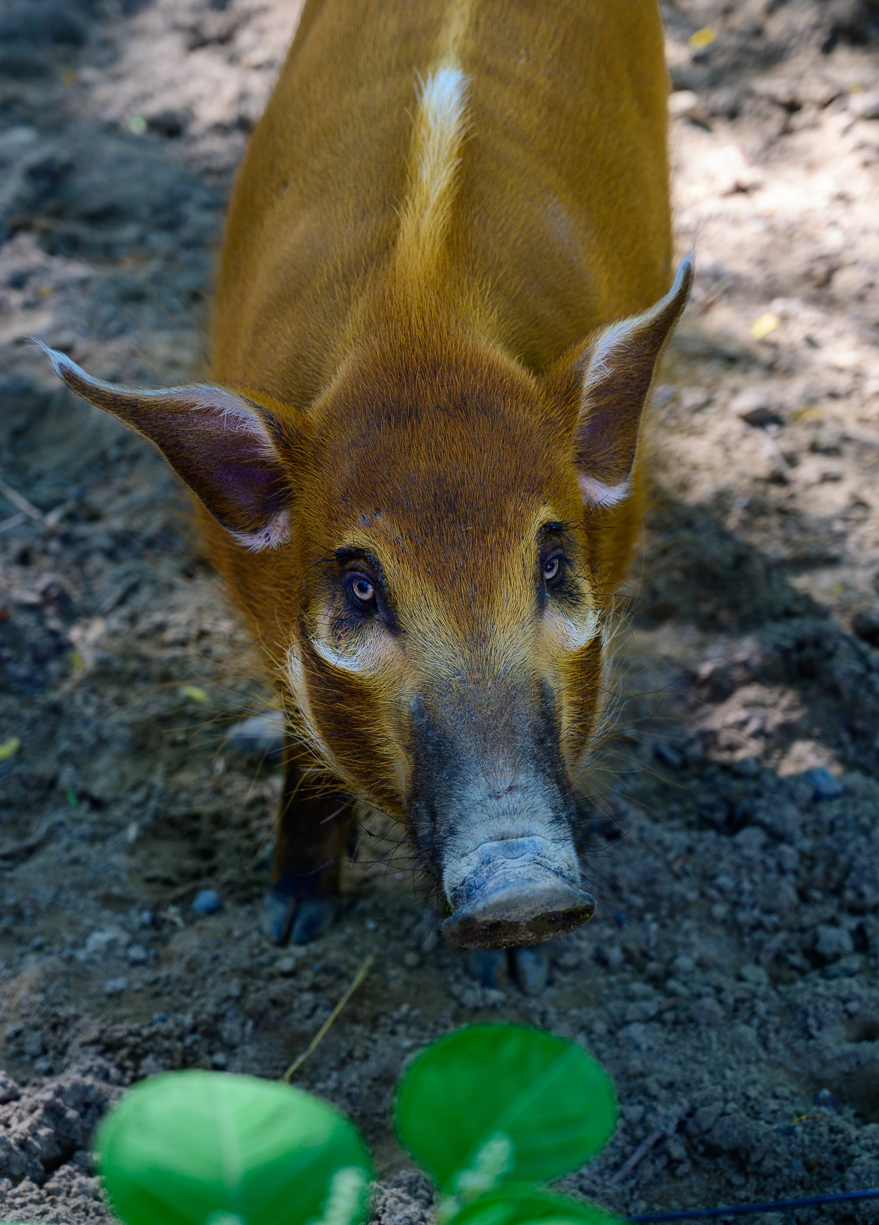 Red River Hog