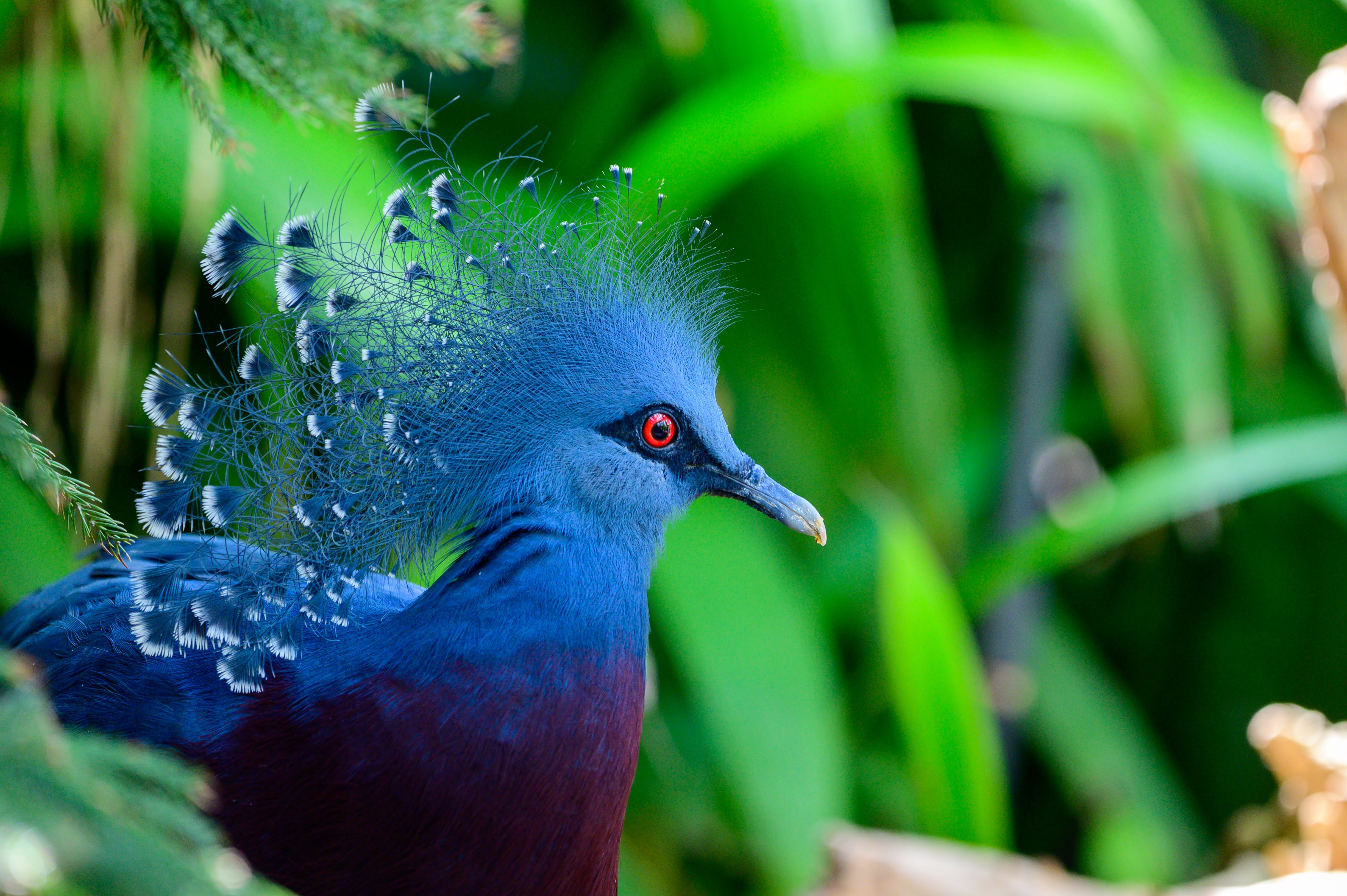 Victoria Crowned Pigeon