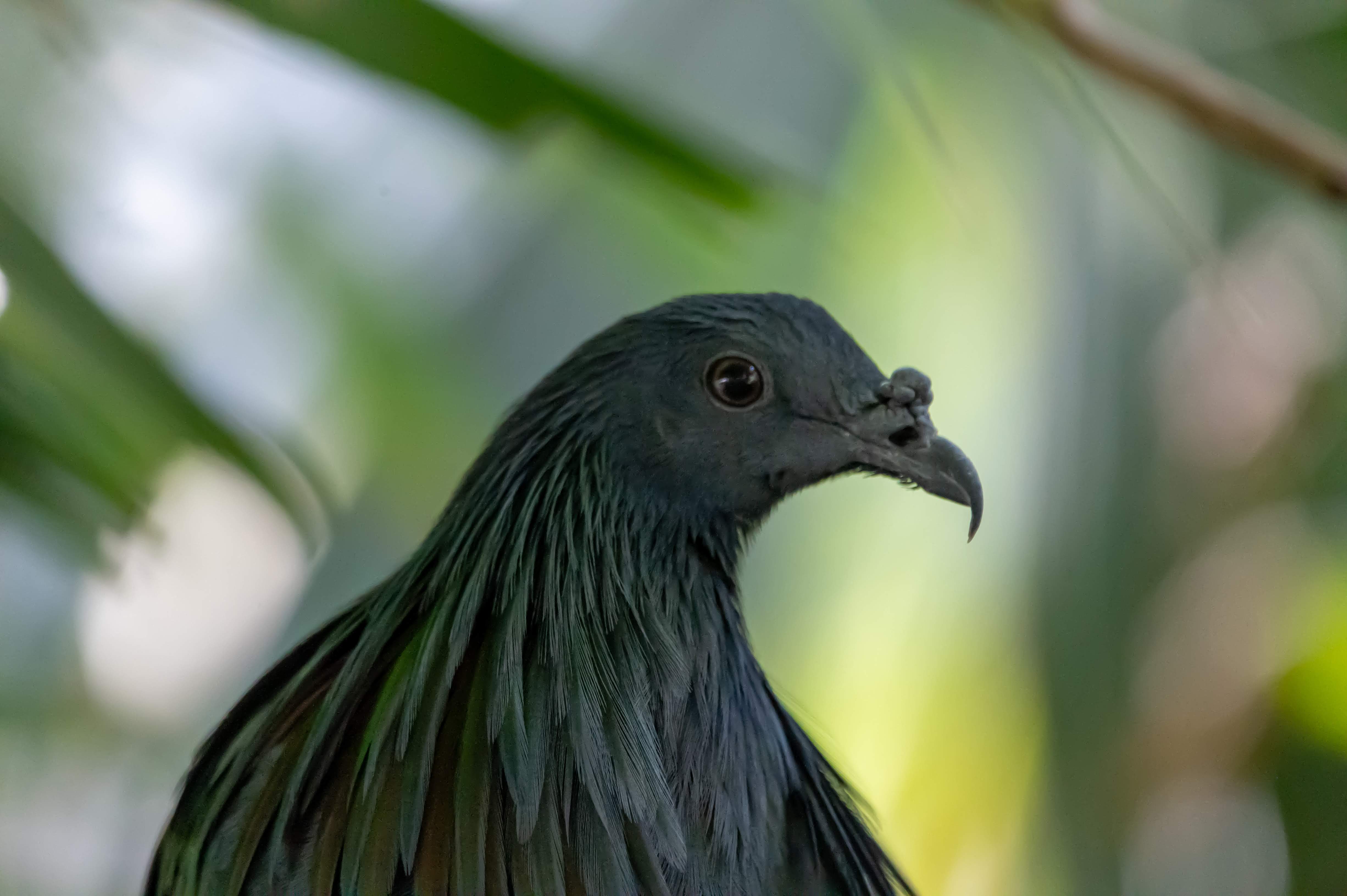 Dark blue bird