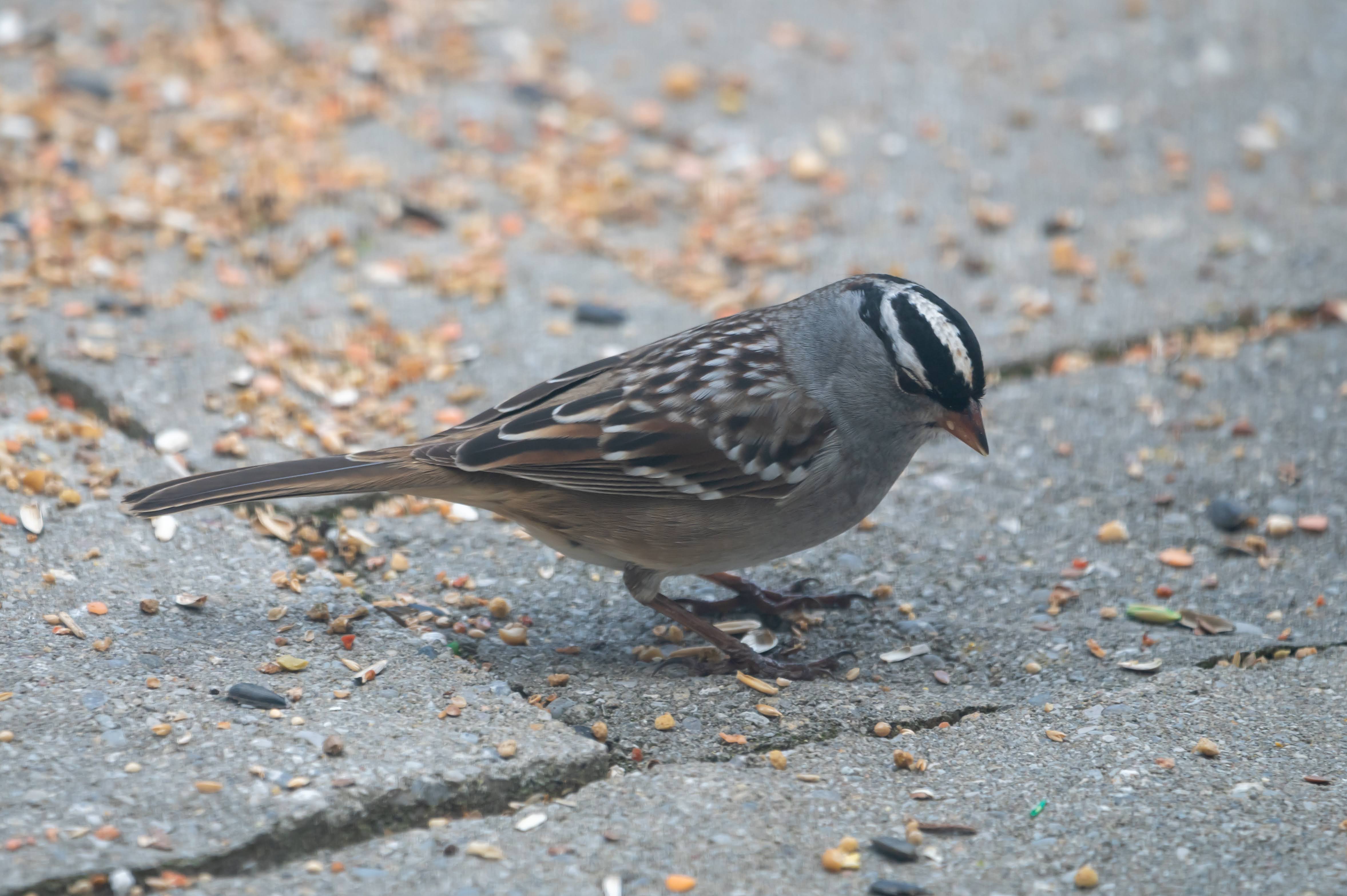 White-crowned sparrow