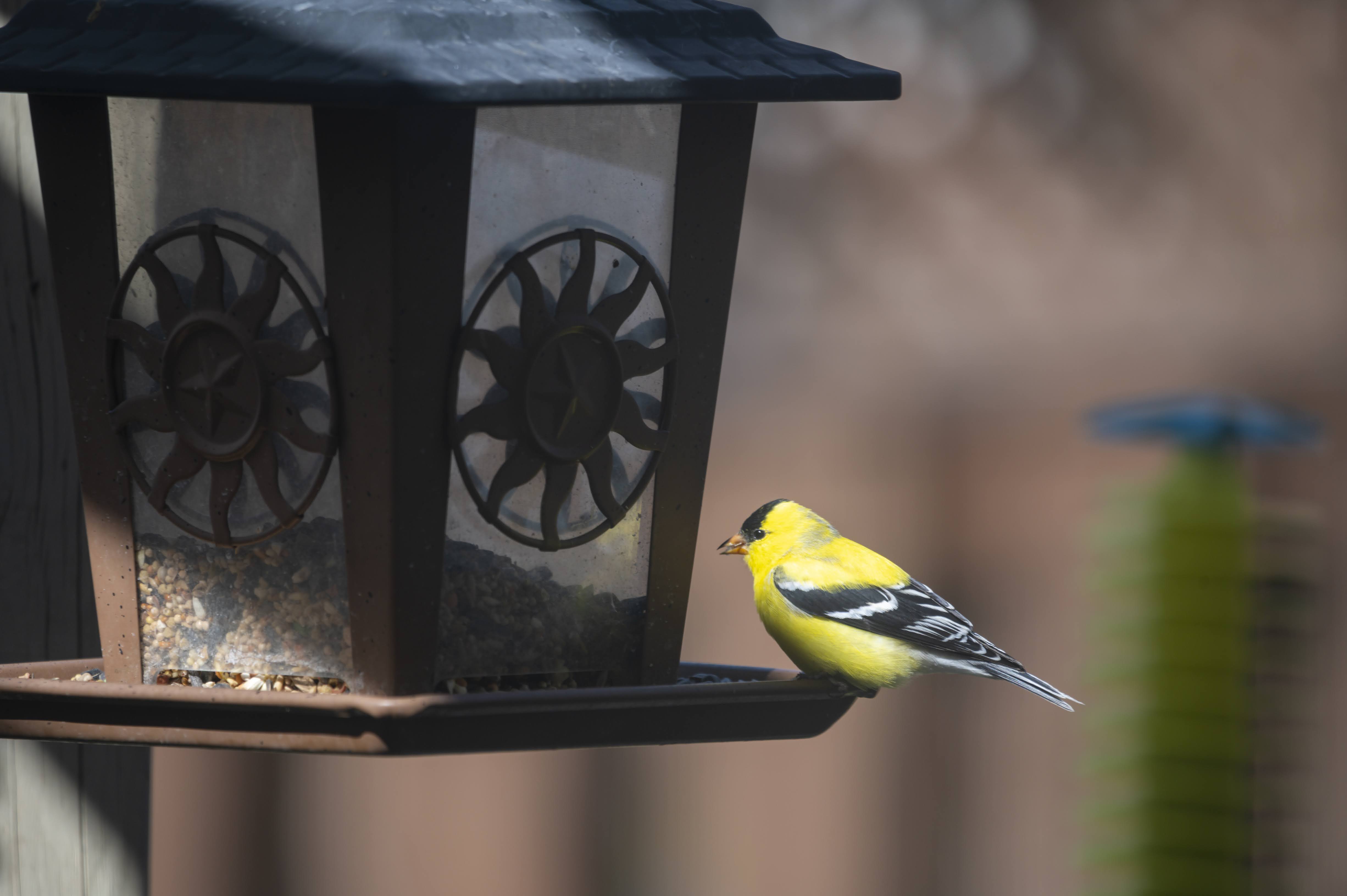 Backyard goldfinch