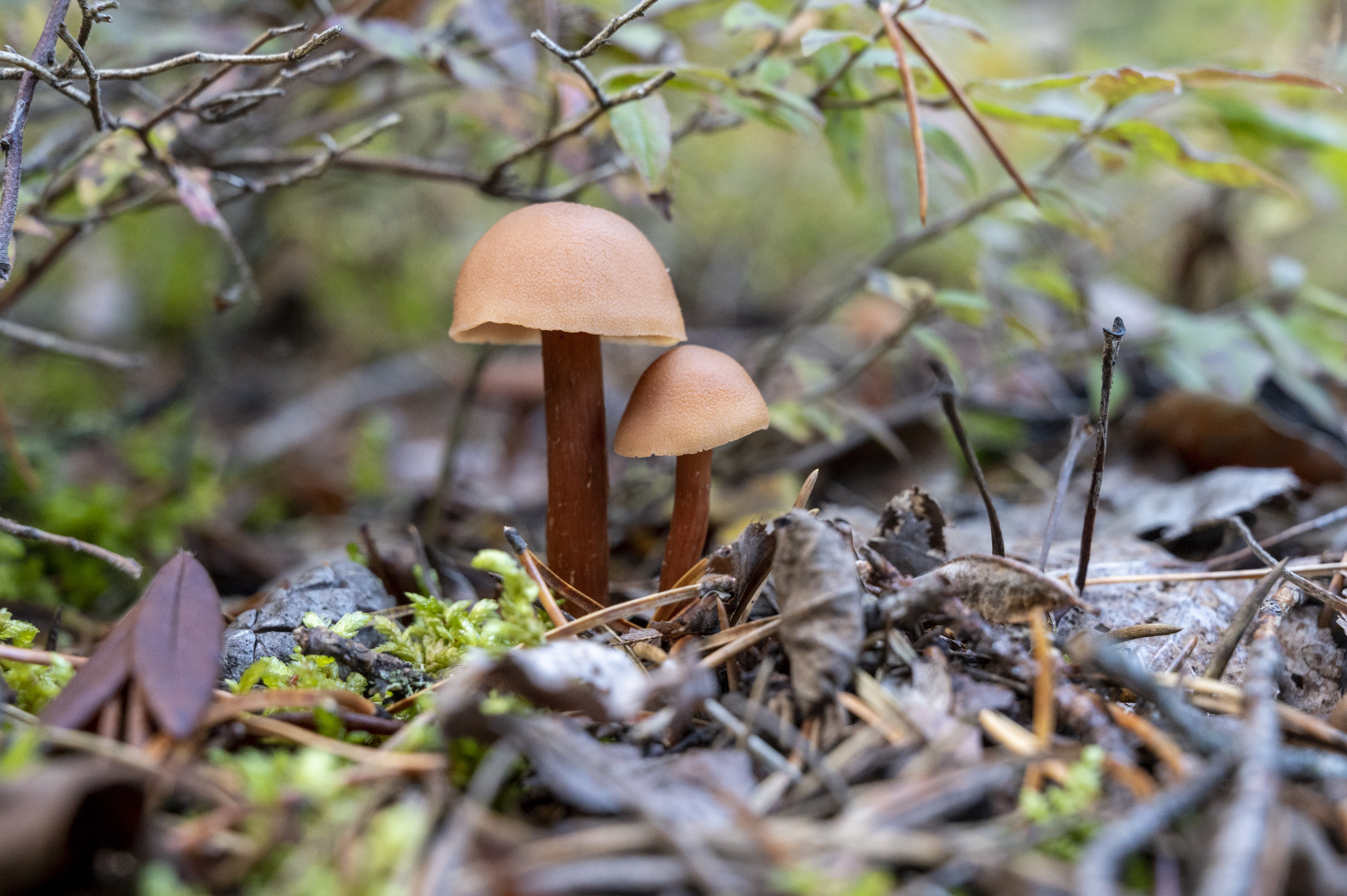 There is a fungus amung us