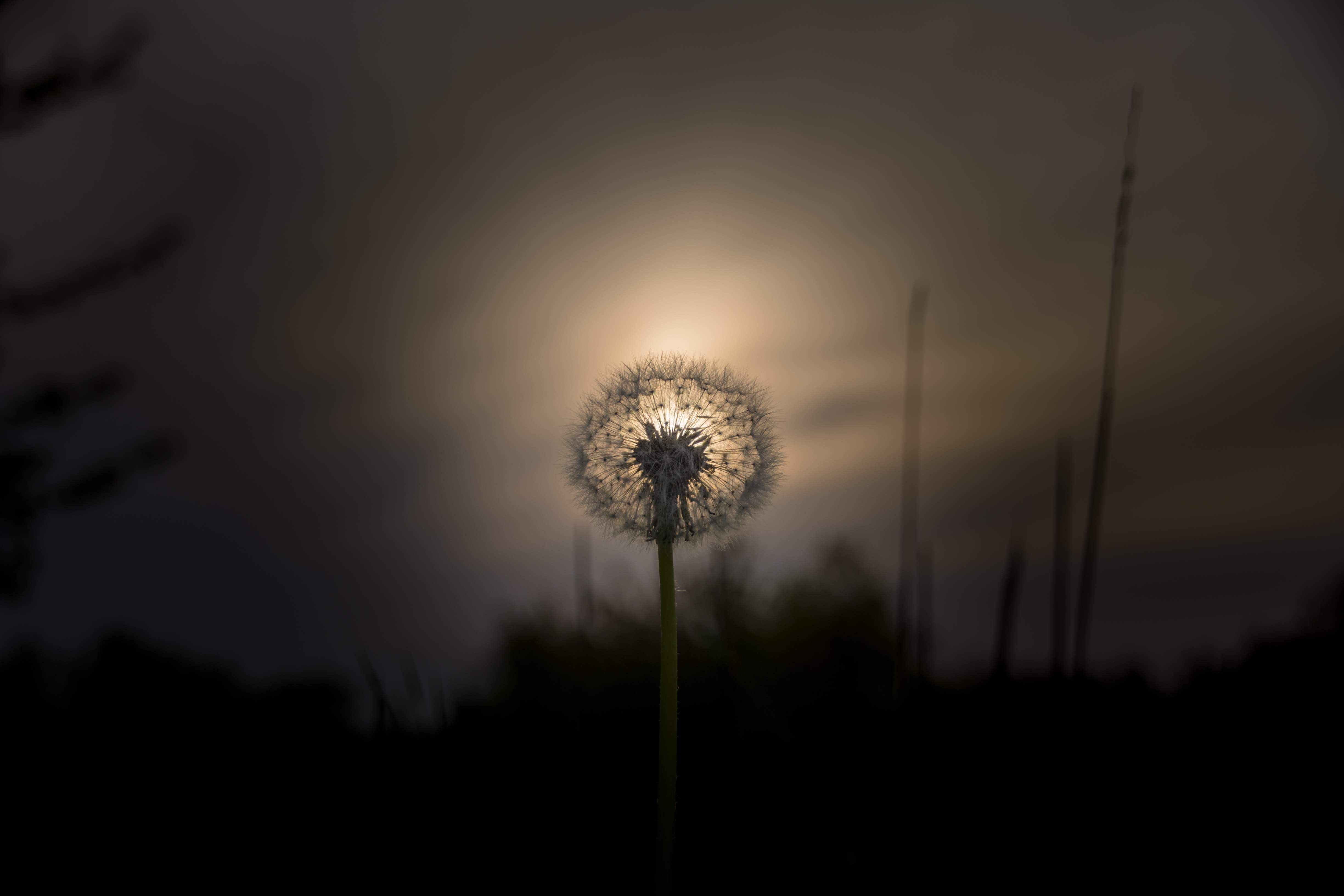 Dandelion backlit