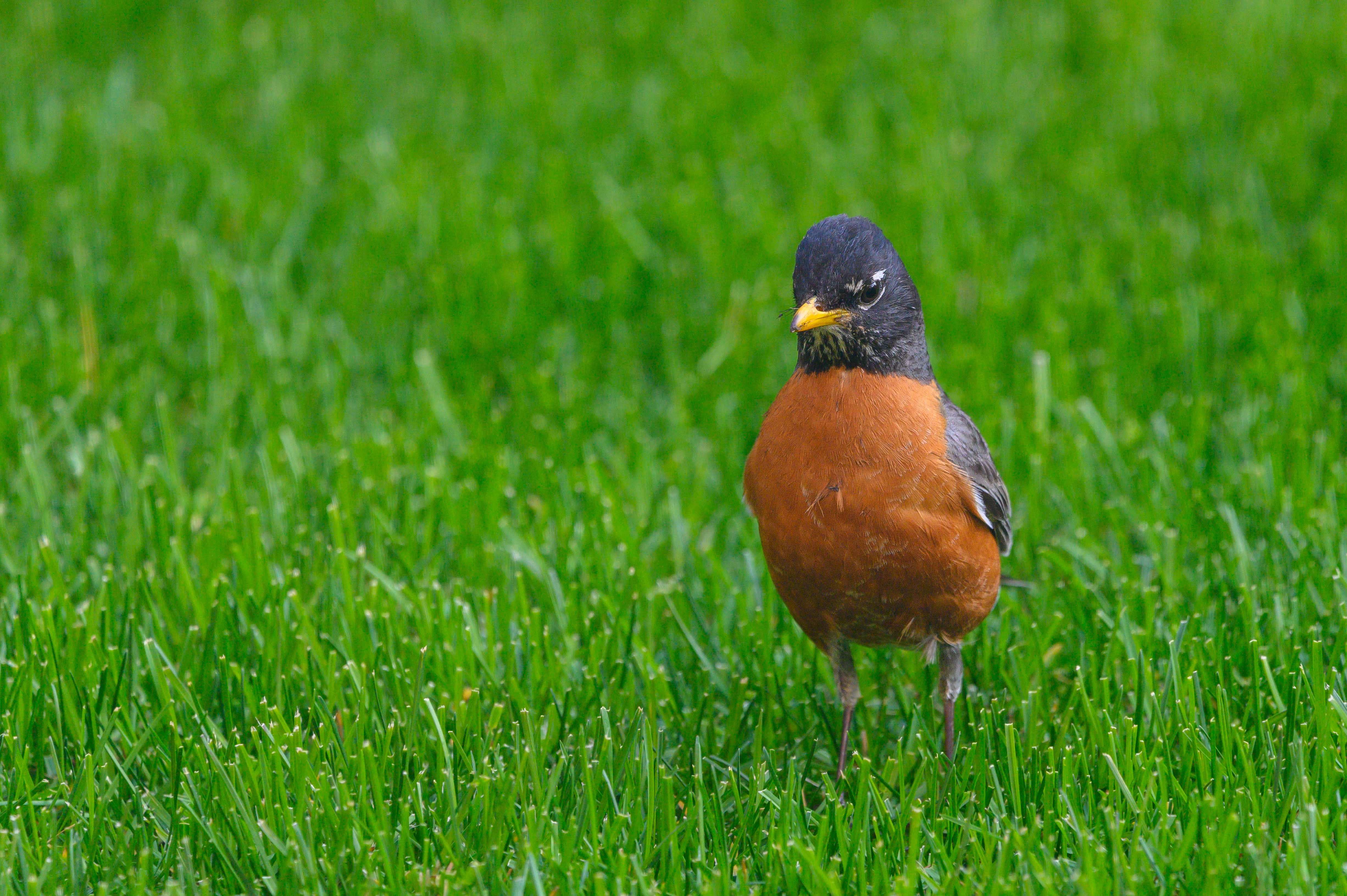 American Robin